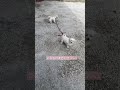 引っ張り合いの犬　お互いにお散歩させてるつもり？ 犬 マルチーズ チワマル dog maltese かわいい 癒し 多頭飼い 犬のいる生活 可愛い puppy 癒される