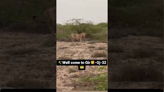 lion lover🦁 ❣️ welcome to gir gj 32 🦁 #footprints #lion #lionlover #viral #shorts #lions #animals m