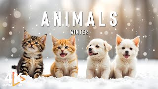 Majestic Winter Animals in the world 4K ❄️ A Soothing Journey into the Frozen Wild 🐾