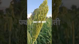 ज्वार की खेती #jowar #farming #agritech #agriculture #viral #video #viralshorts #viralvideo #reels