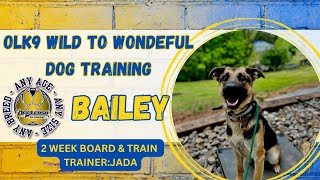 1yo German Shepherd (Bailey) Best Dog Trainers in WV