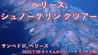 【#54 タイさんのシュノーケリングの旅 】コモリザメがいっぱい。ベリーズ, サンペドロ, シュノーケリングツアー, Tai's Journey