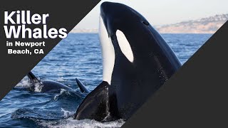 Amazing Killer Whale Sightings Swimming near the Coast in Newport Beach, California