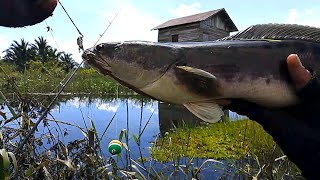 Mancing Dekat Sarang Walet Bikin Panik Umpan pancing Tarik ikan