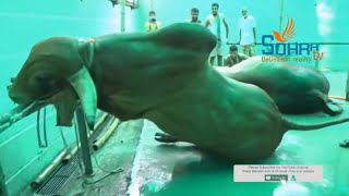 Exclusive Grounding of Jojo cow জোজো | Biggest Cow 2020