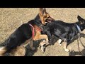 german shepherd dog mating