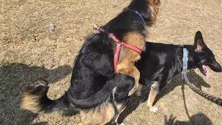 German Shepherd Dog mating