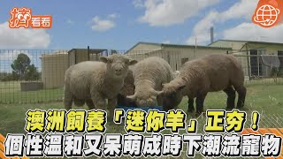 澳洲飼養「迷你羊」正夯! 個性溫和又呆萌成時下潮流寵物｜TVBS新聞｜擠看看