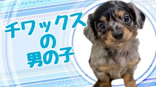 ハーフ犬・チワックスの子犬　（中之島）