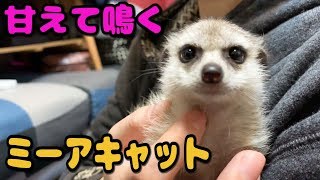 ミーアキャットの鳴き声 (きなこちゃん)