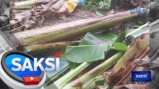 Libu-libong puno ng saging, pinadapa ng malakas na hangin at ulan | Saksi