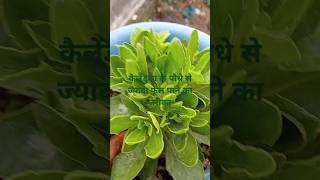 कैलेंडुला के पौधे से ज्यादा फूल पाने का तरीका#gardenplants #naturegarden #gardentrees #nature #natur