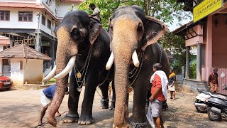 പൂരത്തിന് ഒരുങ്ങുന്ന കാളിയും കണ്ണനും ഉമാമഹേശ്വറും 🤩 | Chirakkal Kaliadasan \u0026 Kannan \u0026 Umamaheswar