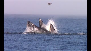 10.18.20 Humpback Whales