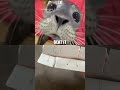 MrBox is here for you #seal #memes