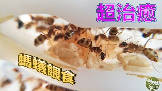 【螞蟻日常】[ AntsVlog ]#1 治癒系餵食影片♡ Feeding my ants with Mazu ant nutrition ideal protein♡