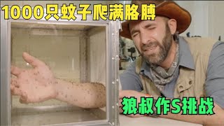 狼叔作死挑战 1000只蚊子爬满胳膊 胳膊瞬间壮实了一圈 纪录片