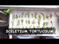 How to take cuttings to propagate Sceletium tortuosum