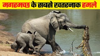 जब मगरमच्छ ने मचाई तबाही  | 12 Dangerous Crocodile Attacks