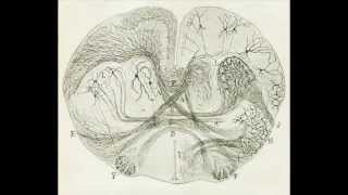 D. Santiago Ramon y Cajal- A life committed to neuroscience