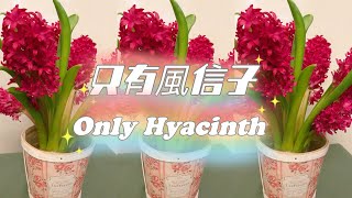 風信子切花🌸簡單家居瓶插分享⚱️不需花泥🙅‍♀️不需劍山🙅‍♀️Simple Vase Arrangement with Hyacinth