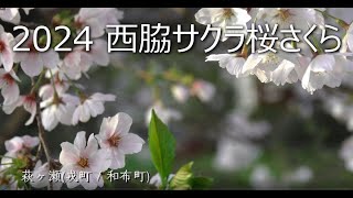 西脇サクラ桜さくら2024 (西脇、多可の四季を撮る-05)