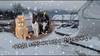 이렇게 많은 눈은 처음보는 새끼고양이와 강아지에 반응이 웃겨요(ft.파티를 즐기는 깜순, 독박육아중인 아저씨에 엊갈린 운명)