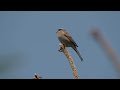 the song of the meadow bunting