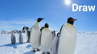 How to draw a penguin ll Penguin  drawing for beginners ll Drawings step by steps ll