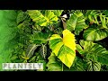 BEAUTIFUL TROPICAL GARDEN |  MODERN TROPICAL GARDEN IDEAS (Jungle like plants)