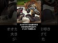 実話！オオカワウソvsジャガー衝撃の結末