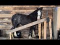 Improvement Continues!!! Canker Rehabilitation For Our Clydesdale Horse + Let’s Go See Nattie!