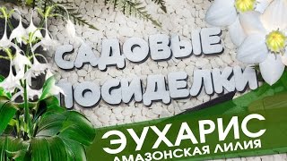 Эухарис  - секреты ухода и выращивания в домашних условиях. Почему не цветет. Пересадка