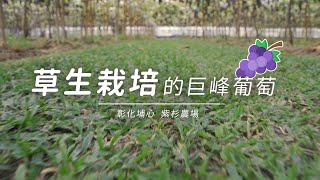 【亮點台灣】使用 #草生栽培 的巨峰葡萄，保持生態平衡，讓大家食用可以更安心！ ft.紫杉農場 黃絤鎗大哥