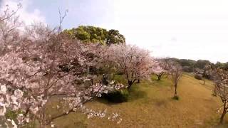 マイクロドローンで桜を空撮