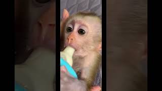 可愛い可愛いお猿さん🐵🐒🙈🙈😍🍼🍼🇯🇵#monkey #monkeydluffy #monkeys #babymonkey #monkeyvideo #猿 #cute #動物