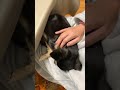 膝の上があったかい事に気づいたチワワ chihuahua cute dog