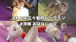 【室内ドッグラン】9ポメと遊ぶ広々ドッグラン｜茨城｜わんわん村おはなパーク