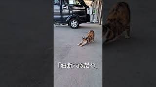 油断大敵だわおつぼね猫　＃shorts　It's a great enemy to let cats off guard