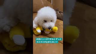 気に入りすぎるのも考えものだな… ビションフリーゼ♯おもち♯アフロ犬♯可愛い♯犬♯小型犬♯もふもふ♯shorts♯ショート