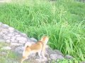 柴犬　文珍 　亀と文珍