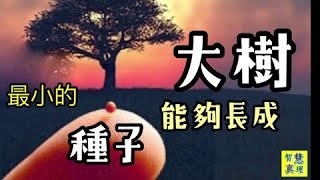 動態經文卡：百種裏最小的，卻能比各菜都大。馬太福音‬ ‭13:31-32‬