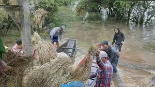 ນ້ຳຖ້ວມນາ   ທອງດຳກອງດວງດີ//น้ำท่วมนาทองดำกองดวงดี