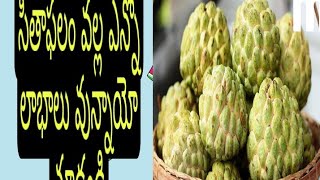 సీతాఫలం వల్ల ఎన్నో లాభాలు custard apple uses .