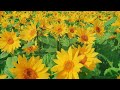 【さむかわ 冬のひまわり 2022 4k 】 神奈川県 寒川町 november 24 2022 sunflowers ※メイン会場は見学会日のみ見学可 詳細は説明欄参照