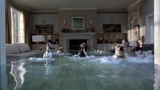 Dogs- Farmers Insurance.