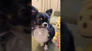 優しい顔してそんなことしちゃダメ！　＃shorts　chihuahua　dog【それいけ！うずらちゃん】