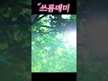 국내 매미 5종류 울음소리 참매미 매미 애매미