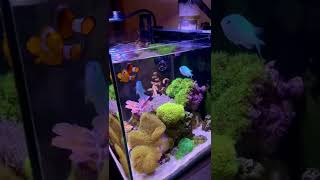 30 gallon nano reef ตู้ทะเลบ้านๆใครๆก็ทำได้ถ้าเข้าใจระบบ