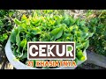 21 Kebaikan Pokok Cekur / KENCUR